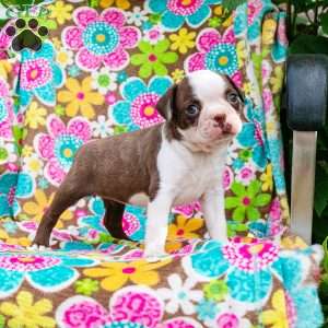 Kellie, Boston Terrier Puppy